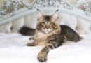 polizza gatto coperture