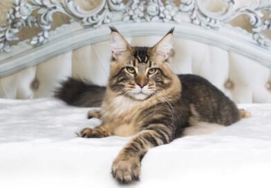 polizza gatto coperture