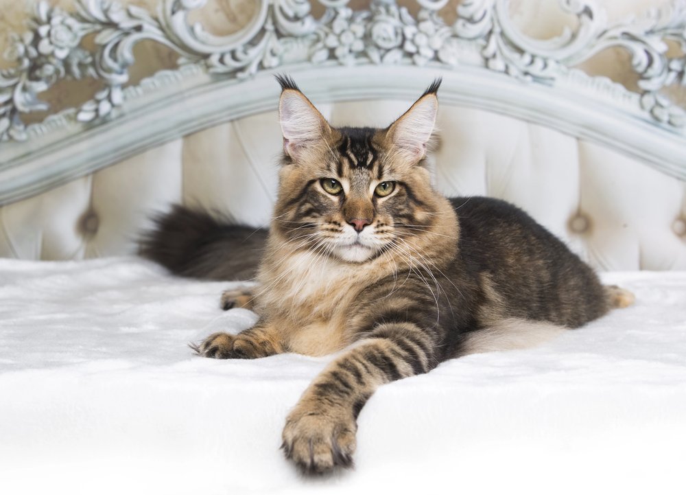 polizza gatto coperture